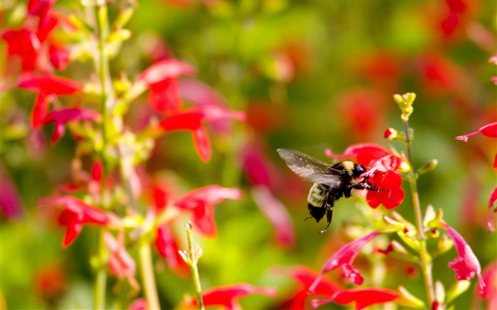 Red little flowers, insect bee Wallpapers Pictures Photos Images