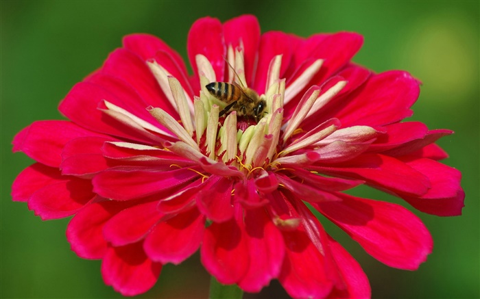 Red petals flower, bee, green background Wallpapers Pictures Photos Images