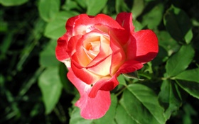 Red rose flower close-up, leaves HD wallpaper