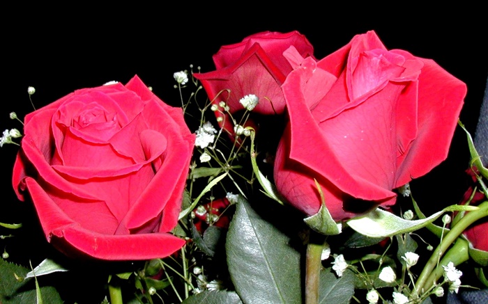 Red rose flowers, bouquet Wallpapers Pictures Photos Images