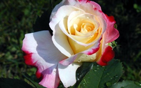 Rose flower close-up, three colors petals, dew HD wallpaper