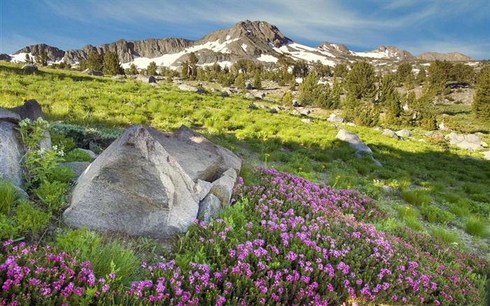 Slope, mountains, grass, flowers, nature Wallpapers Pictures Photos Images
