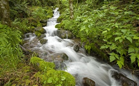 Spring creek, bush, Oregon, USA HD wallpaper