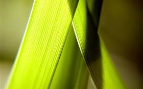 Spring, grass leaf, sunlight HD wallpaper