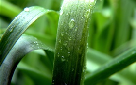 Spring, green, grass, dew HD wallpaper