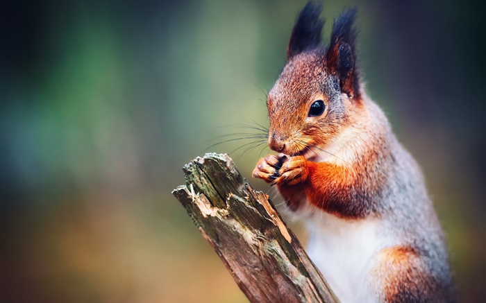 Squirrel close-up, bokeh Wallpapers Pictures Photos Images