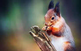 Squirrel close-up, bokeh HD wallpaper