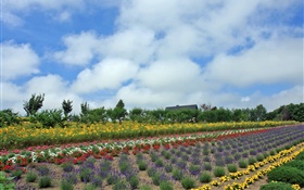 Summer flower field, cloud, Hokkaido, Japan HD wallpaper