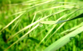 Summer green, grass, dew, bokeh HD wallpaper