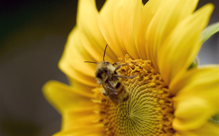 Sunflower, bee close-up Wallpapers Pictures Photos Images