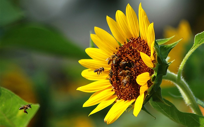 Sunflower, bee, insect Wallpapers Pictures Photos Images