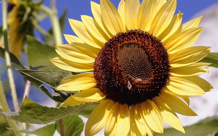 Sunflower, yellow petals, pistil, bee, insect Wallpapers Pictures Photos Images