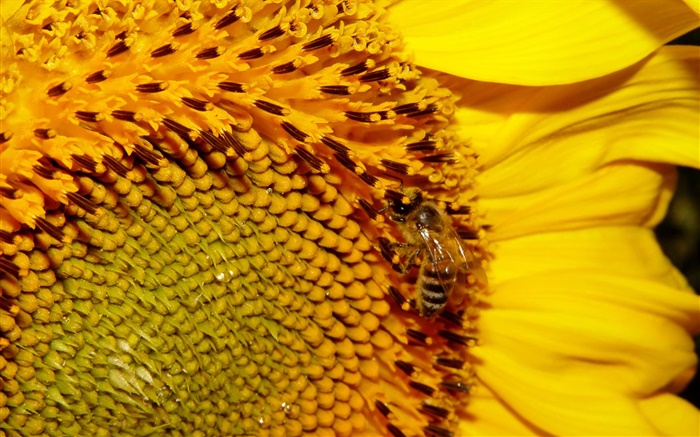 Sunflower, yellow petals, pistil, bee Wallpapers Pictures Photos Images