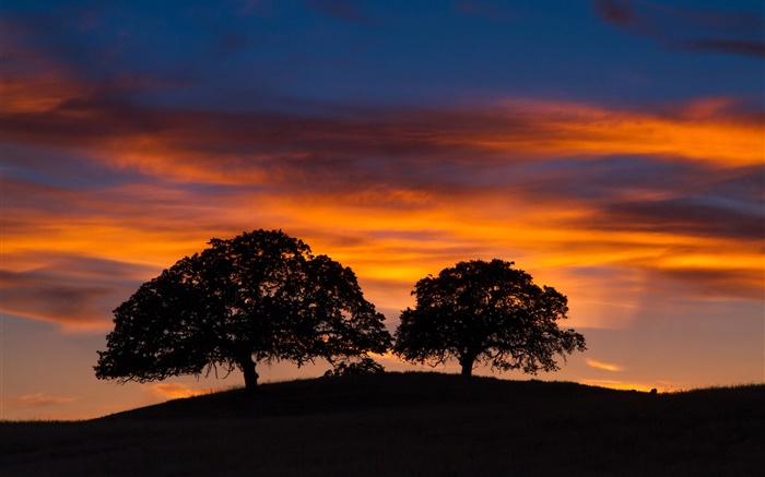Sunset, trees, hill, red sky, black silhouette Wallpapers Pictures Photos Images