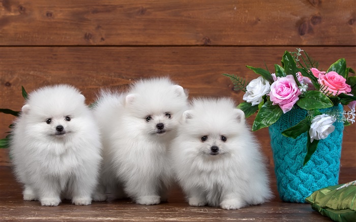Three white puppies, rose flowers Wallpapers Pictures Photos Images