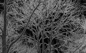 Trees, black and white, design HD wallpaper
