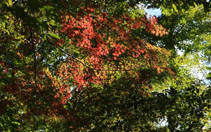 Trees, maple leaves, green and red, sunlight, autumn Wallpapers Pictures Photos Images