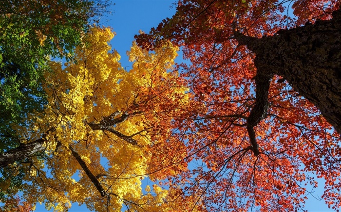 Trees, yellow and red leaves, autumn Wallpapers Pictures Photos Images