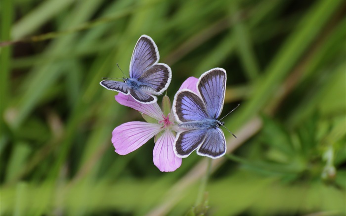 Two butterflies, grass, flower, bokeh Wallpapers Pictures Photos Images
