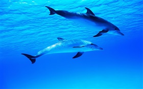 Two dolphins, underwater, sea, ocean HD wallpaper