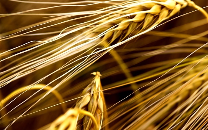 Wheat close-up Wallpapers Pictures Photos Images