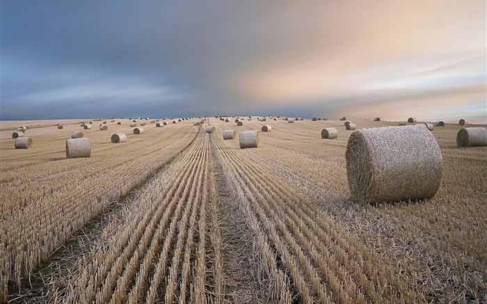 Wheat field, hay, summer, dusk Wallpapers Pictures Photos Images