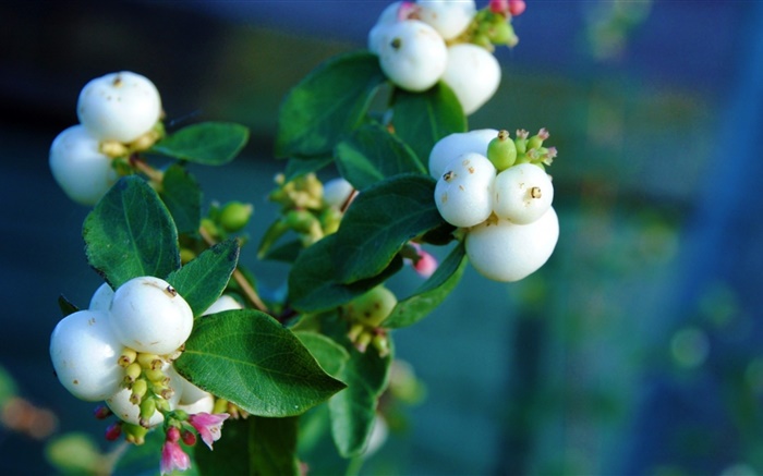 White berries, leaves, branch, bokeh Wallpapers Pictures Photos Images