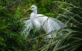 White bird, herons, green grass HD wallpaper