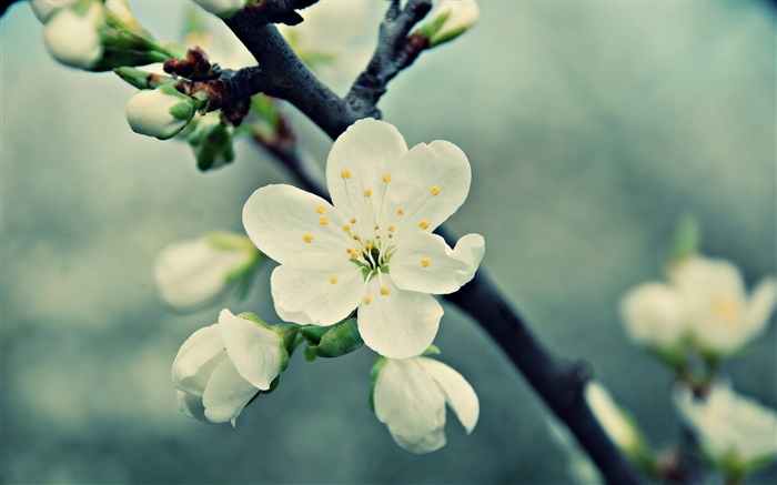 White cherry flowers, petals, spring, bloom Wallpapers Pictures Photos Images