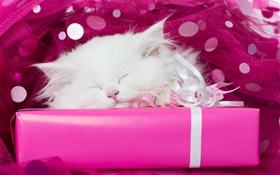 White kitten sleeping, gifts