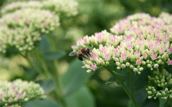 White little flowers, bee, insect, bokeh Wallpapers Pictures Photos Images