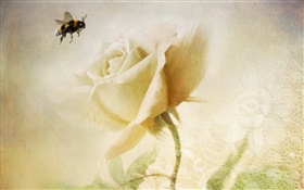 White rose, bee, texture HD wallpaper