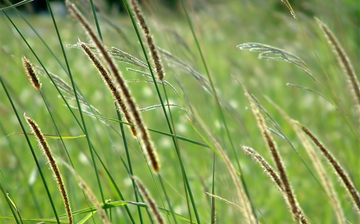 Wild grass, bokeh Wallpapers Pictures Photos Images