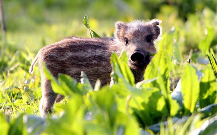 Wild hog, cub, grass Wallpapers Pictures Photos Images