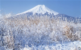 Winter, grass, snow, Mount Fuji, Japan HD wallpaper