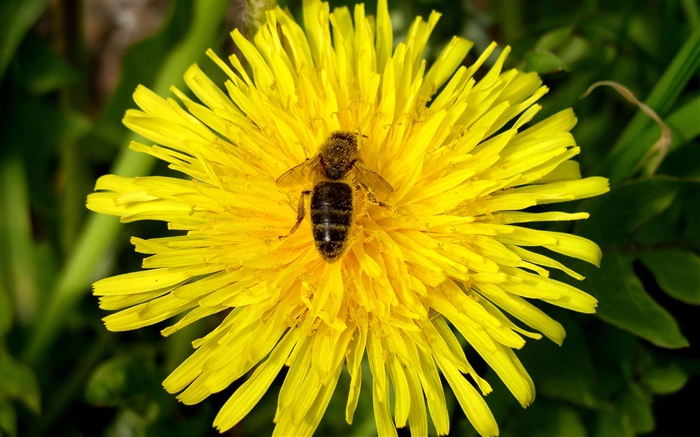 Yellow chrysanthemum and bee Wallpapers Pictures Photos Images