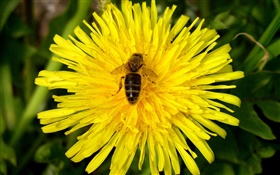 Yellow chrysanthemum and bee