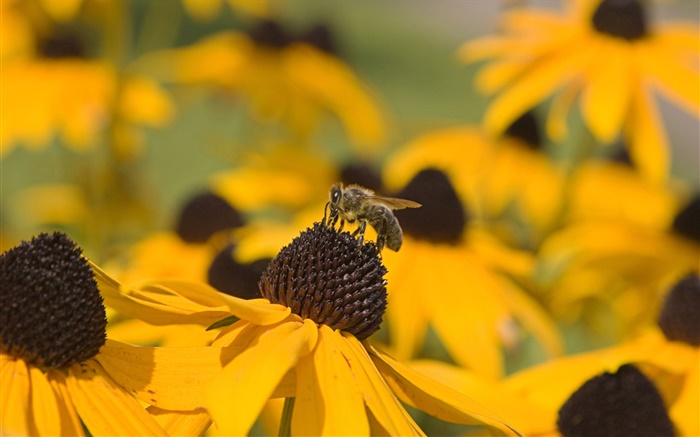 Yellow flowers, black pistil, bee Wallpapers Pictures Photos Images