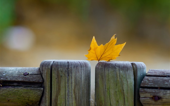 Yellow leaf, fence, autumn Wallpapers Pictures Photos Images
