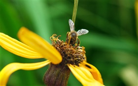 Yellow petals flower, bee, green background