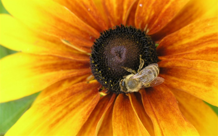 Yellow petals flower, bee, insect Wallpapers Pictures Photos Images