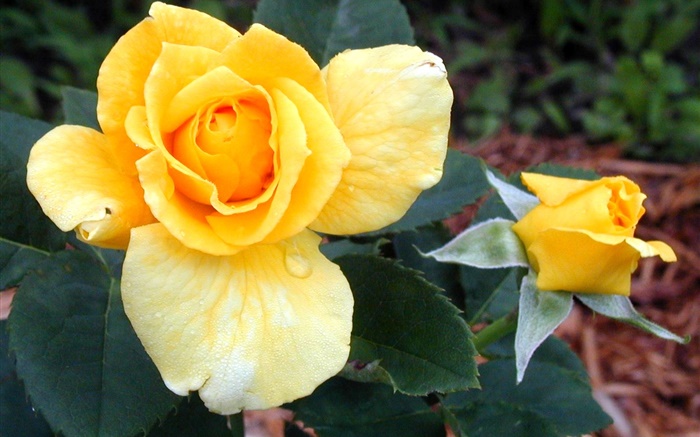 Yellow rose flowers Wallpapers Pictures Photos Images
