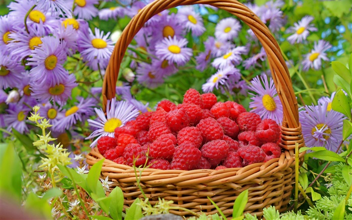 A basket red raspberries, asters flowers Wallpapers Pictures Photos Images