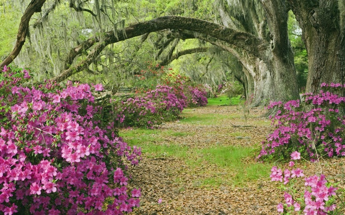 Azaleas, trees, grass, alley, South Carolina, USA Wallpapers Pictures Photos Images