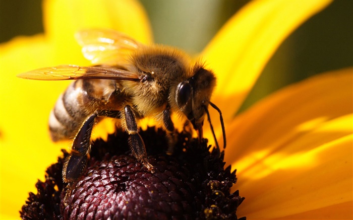 Bee close-up, yellow petals flower Wallpapers Pictures Photos Images