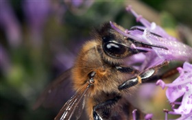 Bee suck nectar close-up HD wallpaper