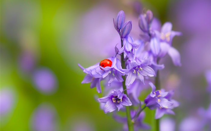 Bells flower, ladybug, beetle, insect, bokeh Wallpapers Pictures Photos Images