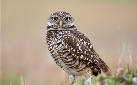Birds close-up, owl, look HD wallpaper