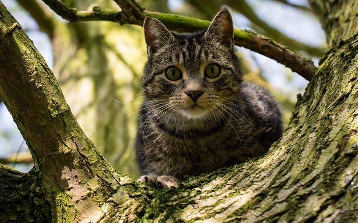 Black stripes cat in tree Wallpapers Pictures Photos Images