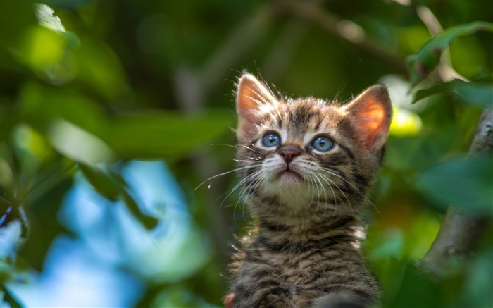 Blue eyes kitten look up Wallpapers Pictures Photos Images
